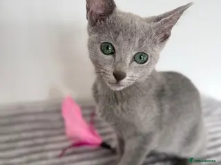 Russian Blue cats TICA Registered Russian Blue Kittens - Advert 7