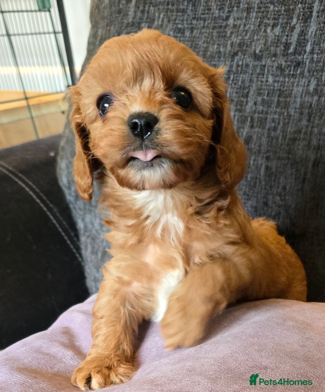 Cavapoo dogs for sale: Beautiful litter of f1 cavapoo puppies  - Advert 3