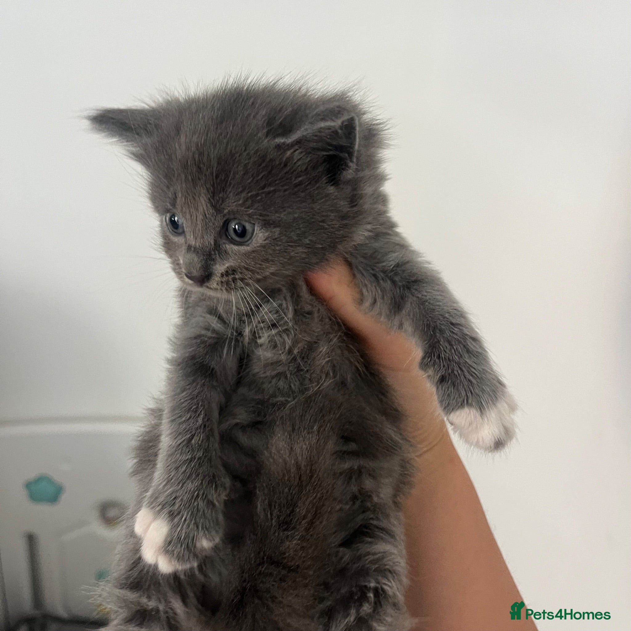 Maine Coon cats Gorgeous lil bundles of joy! - Advert 9