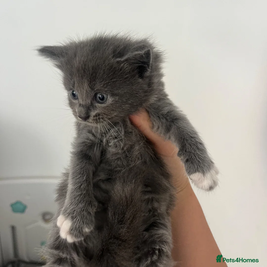 Maine Coon cats for sale: Gorgeous lil bundles of joy! - Advert 1