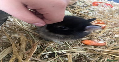 Netherland Dwarf rabbits - Advert 7