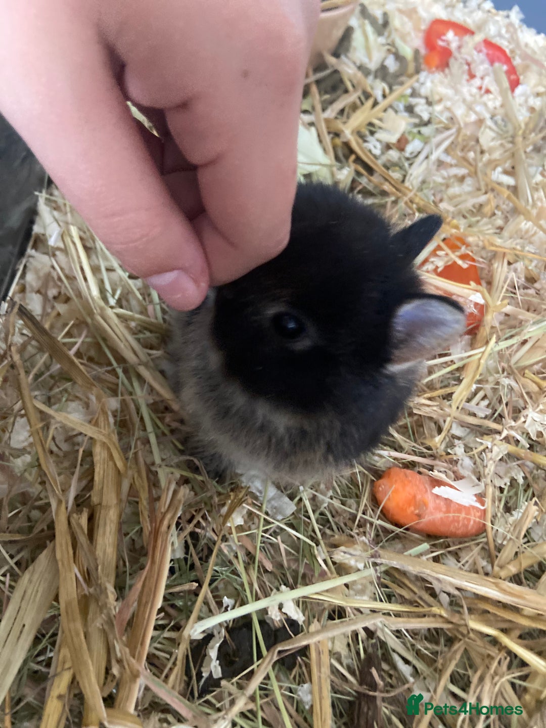 Netherland Dwarf rabbits for sale: Netherland rabbits available - Image 2