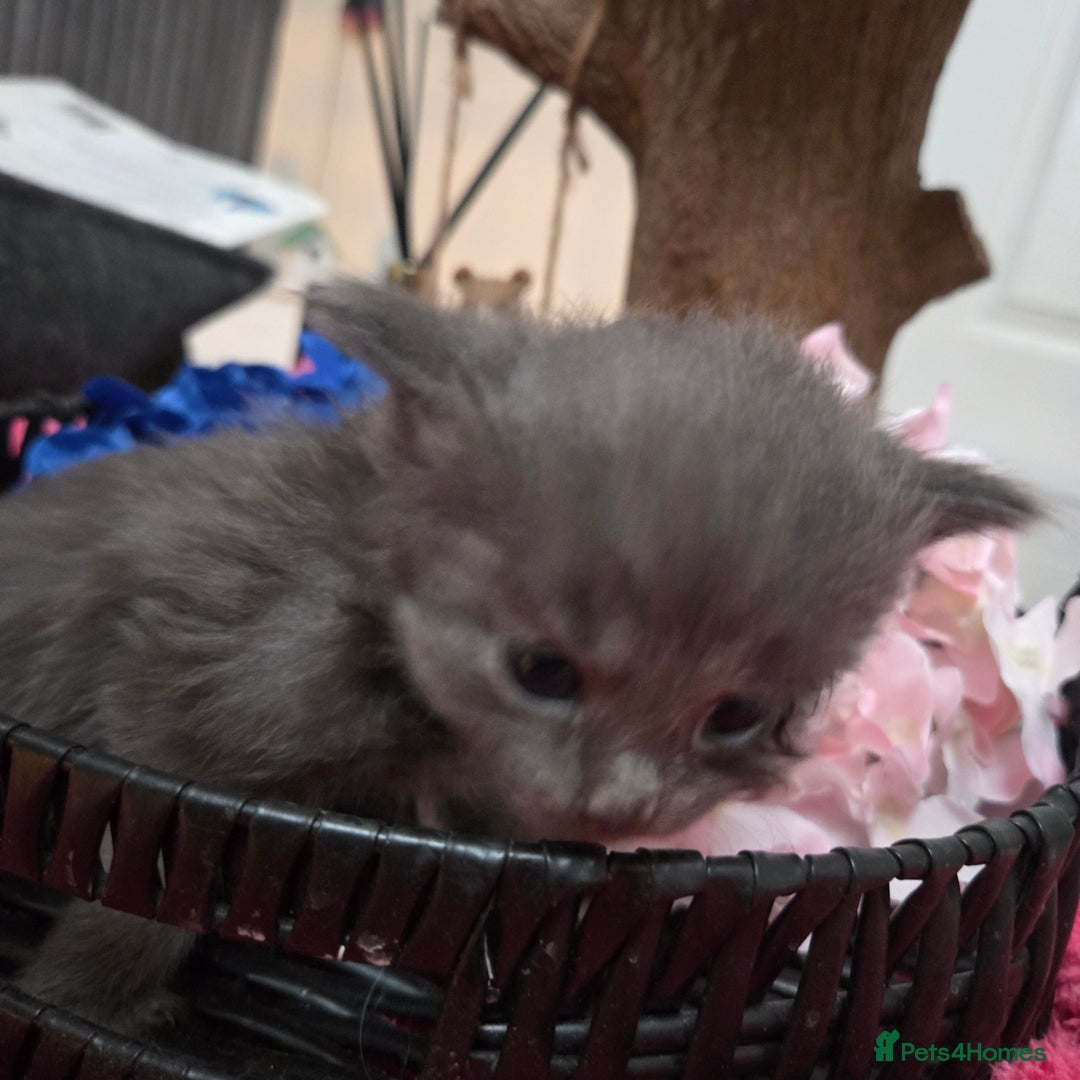 Maine Coon cats for sale: Champion russian Maine coon kittens - Advert 19