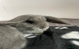 French Lop rabbits for sale: Blue French lopXDutch baby rabbits ready to go now - Image 21