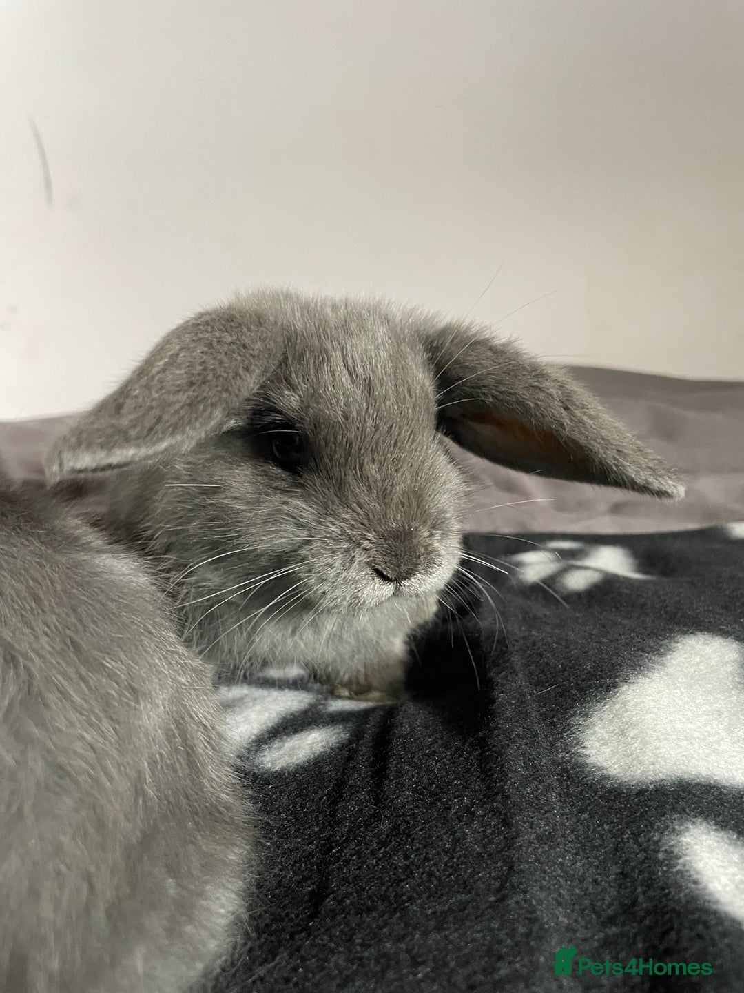 French Lop rabbits for sale: Blue French lopXDutch baby rabbits ready to go now - Image 21