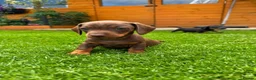 Dachshund dogs for sale: Standard Dachshund Puppies - Advert 1