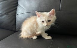 Maine Coon cats for sale: Maine Coon Cross Kittens  - Image 9