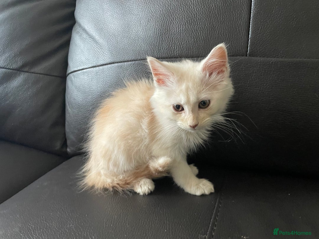 Maine Coon cats for sale: Maine Coon Cross Kittens  - Image 9