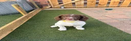 English Springer Spaniel dogs for sale: 1 BOY LEFT READY NOW - KC Springer Spaniel Pups - Advert 6