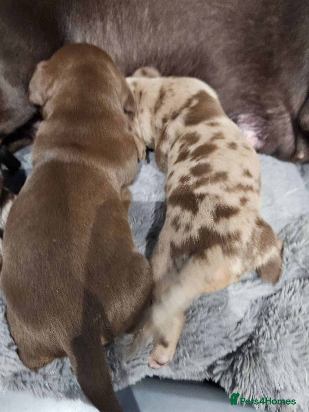 Dachshund dogs for sale: Dachshunds,Four girls and three boys - Advert 5