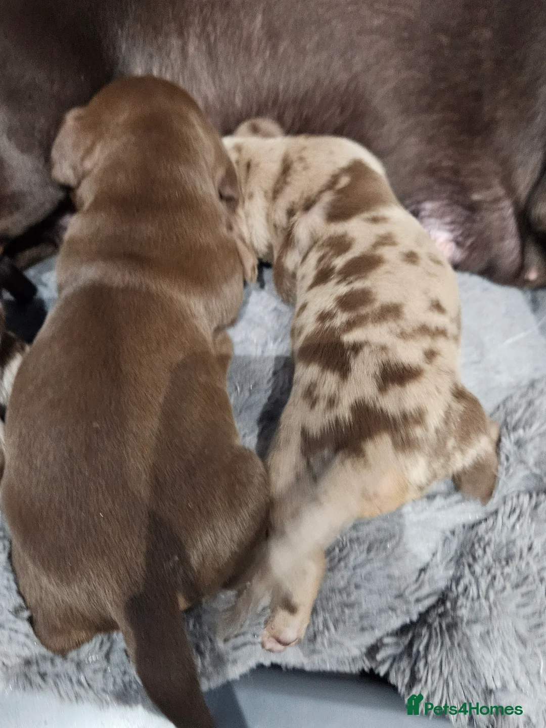 Dachshund dogs for sale: Dachshunds7puppies,only one brown girl left - Advert 5