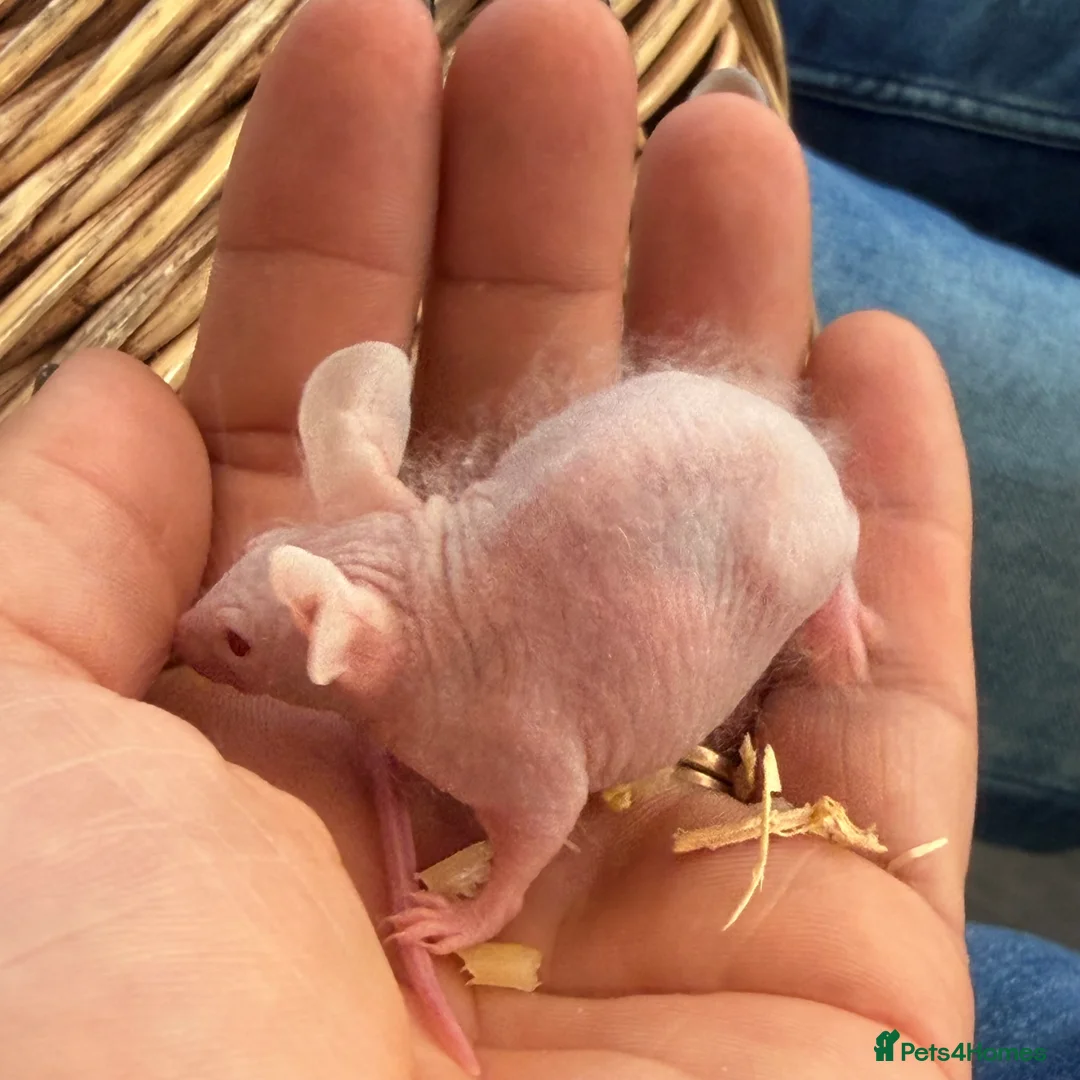 Mouse rodents for sale: Double Rex Fuzzy Naked Mice - Advert 3