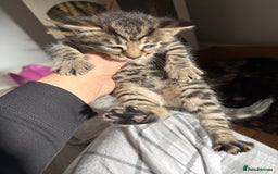 Mixed Breed cats for sale: Mixed Breed Grey and Tabby Kittens - Image 5