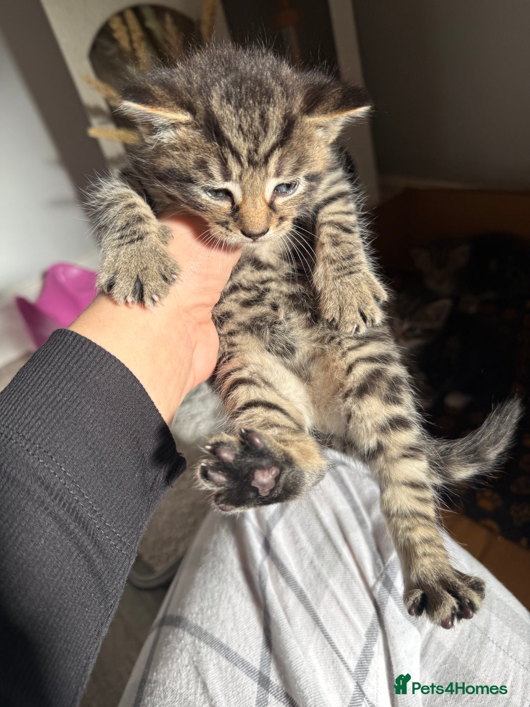 Mixed Breed cats for sale: Mixed Breed Grey and Tabby Kittens - Image 5