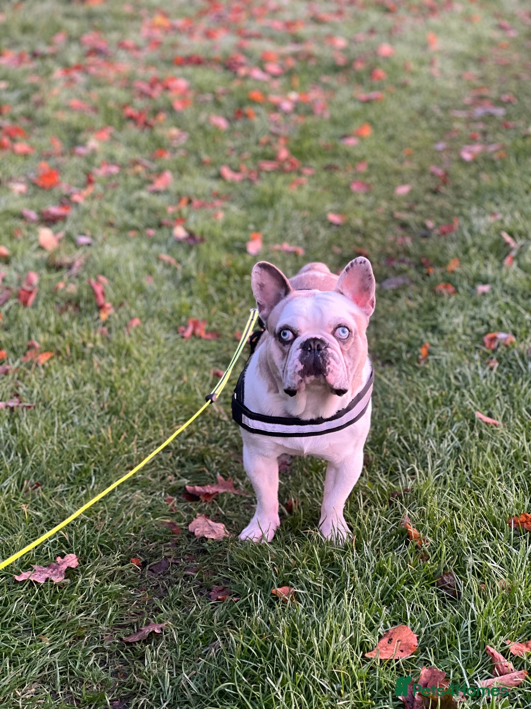 French Bulldog dogs for stud: STUD - Chunkz  - Advert 2