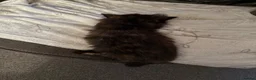 Mixed Breed cats for sale: Mixed breed long hair tortoise  - Advert 3