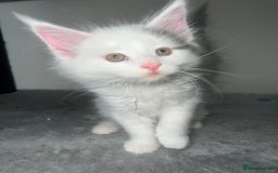 Maine Coon cats for sale: Adorable Maine coons!!! - Image 4