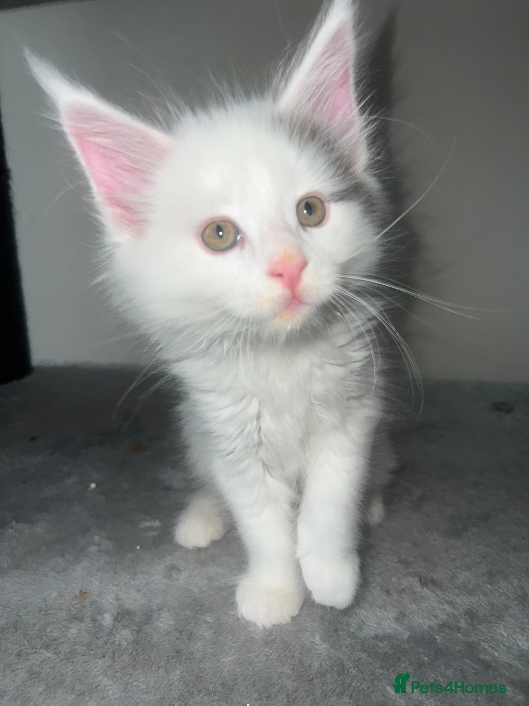 Maine Coon cats for sale: Adorable Maine coons!!! - Image 4