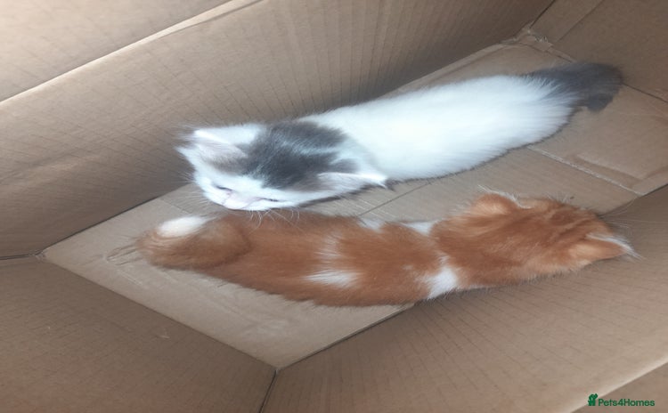 British Longhair cats - Advert 1