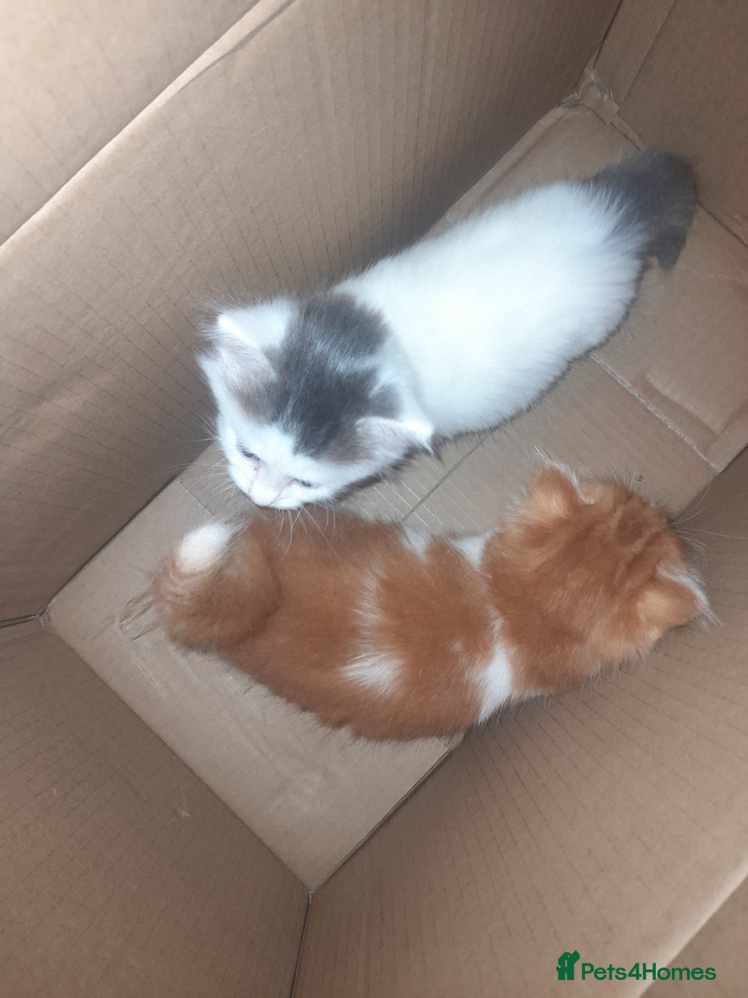 British Longhair cats for sale: Kittens needing a home  - Image 1