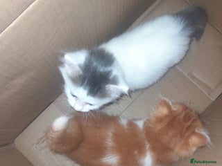 British Longhair cats - Advert 1