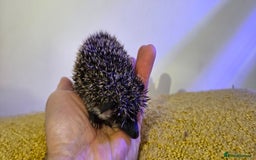 Pygmy Hedgehog rodents for sale: Males and a female pygmy hedgehogs - Image 7