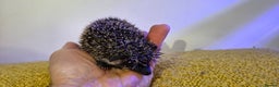 Pygmy Hedgehog rodents for sale: Males and a female pygmy hedgehogs - Advert 7