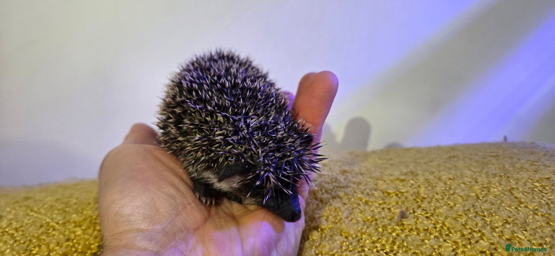 Pygmy Hedgehog rodents for sale: Males and a female pygmy hedgehogs - Image 7