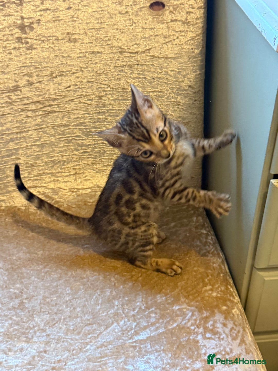 Bengal cats for sale: Beautiful Bengal Kittens Brown & Snows - Image 3