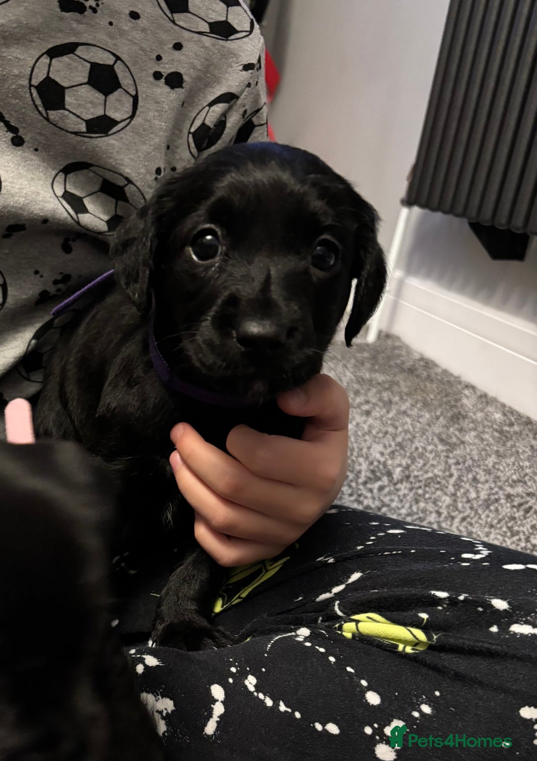 Mixed Breed dogs for sale: fox red Labrador X whippet puppies - Image 5