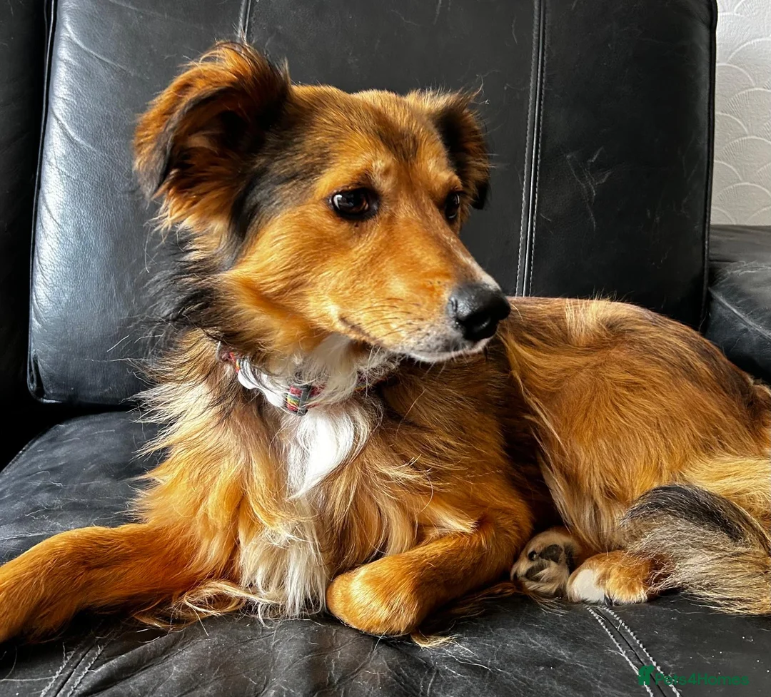 Mixed Breed dogs for adoption: Solo 💙🐾 in Worcester Park - Advert 10