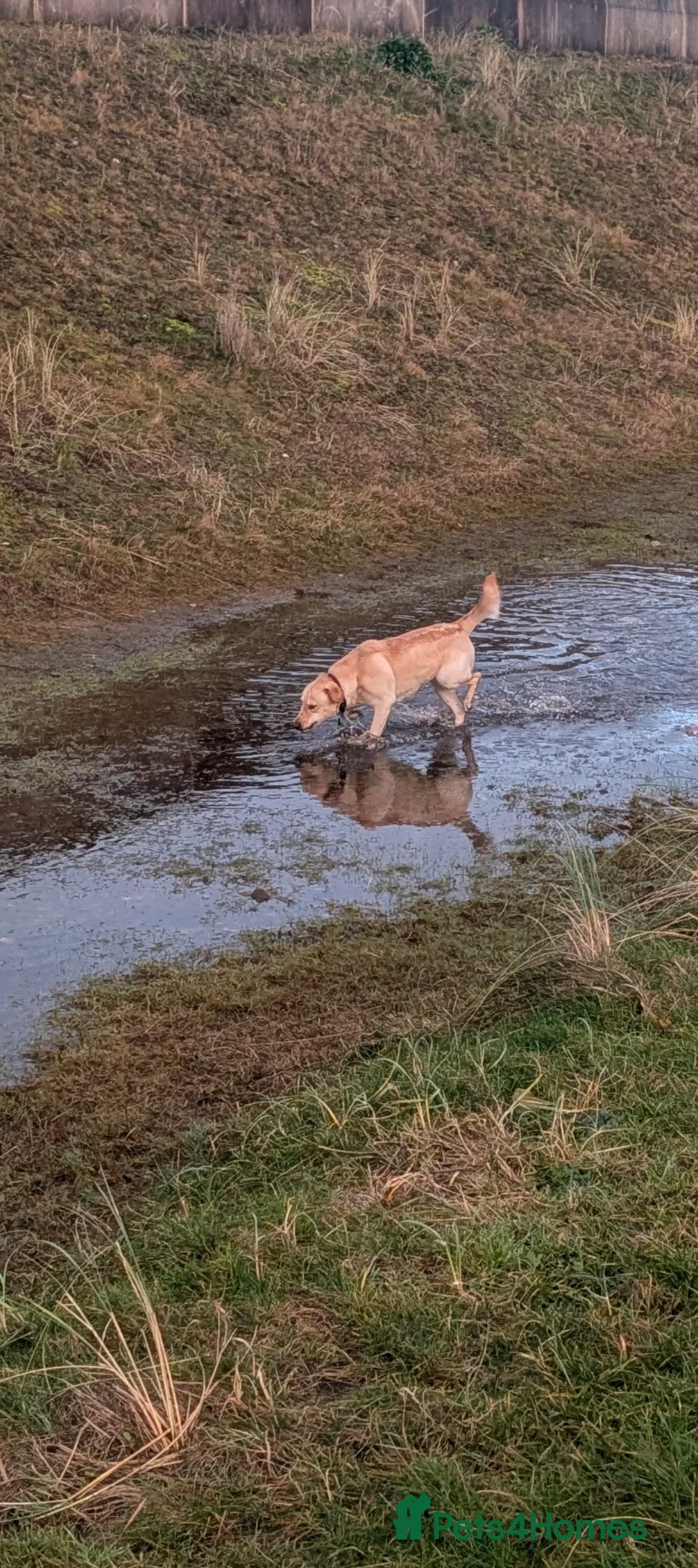 Labrador Retriever dogs for sale: 13 month old female Labrador for rehoming  - Advert 4