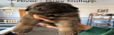 German Shepherd 8