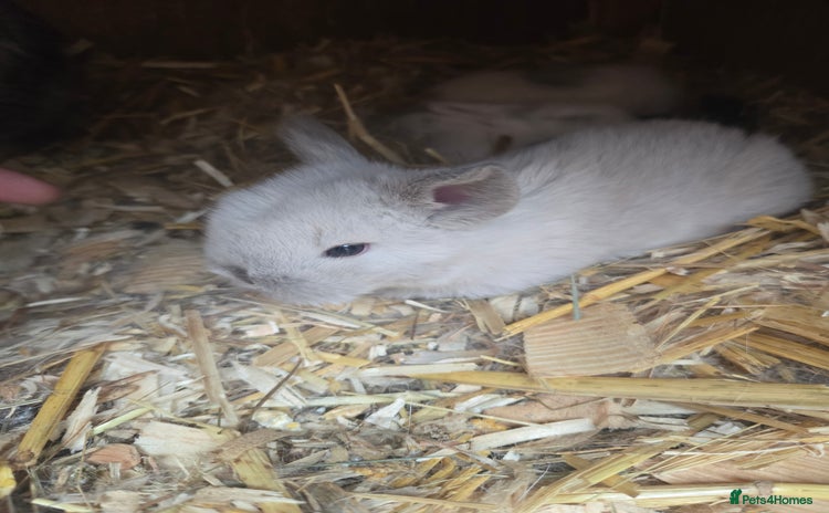 Mini Lop rabbits - Advert 11