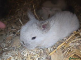 Mini Lop rabbits - Advert 8