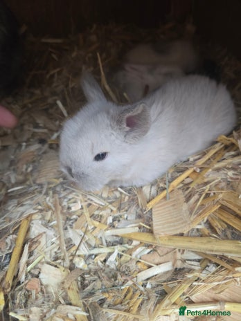 Mini Lop rabbits - Advert 11