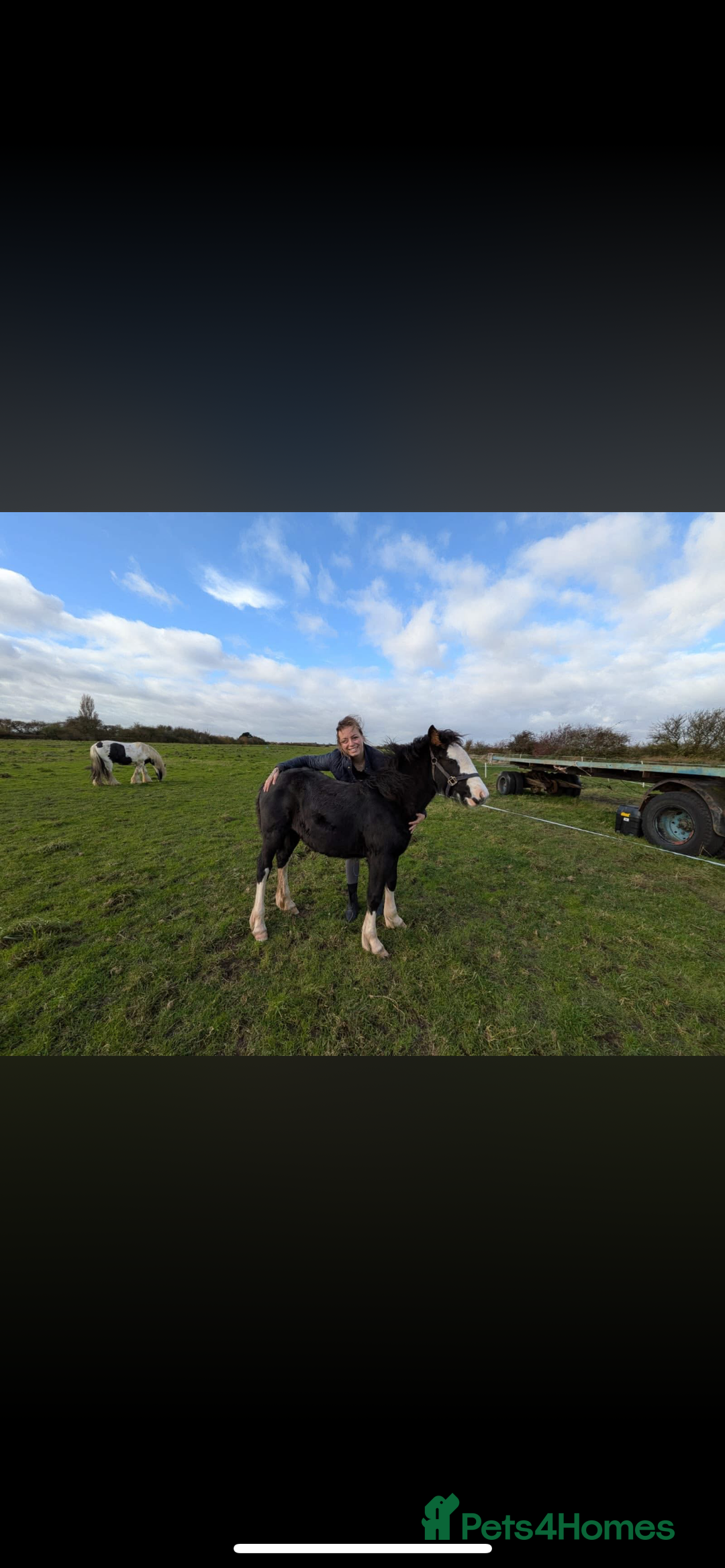 Irish Cob horses for sale: Filly for full loan or sale  - Advert 3