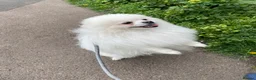 Pomeranian dogs for sale: White KC registered Male - Advert 3