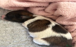 Shorkie dogs for sale: Shorkie pups - Image 8
