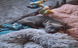 American Bulldog dogs for sale: 11 little hearts need their forever home - Advert 6