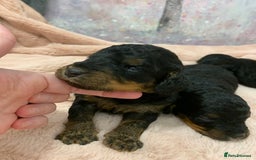 Cockapoo dogs for sale: F1 & F1b puppies. Health tested.  - Image 10