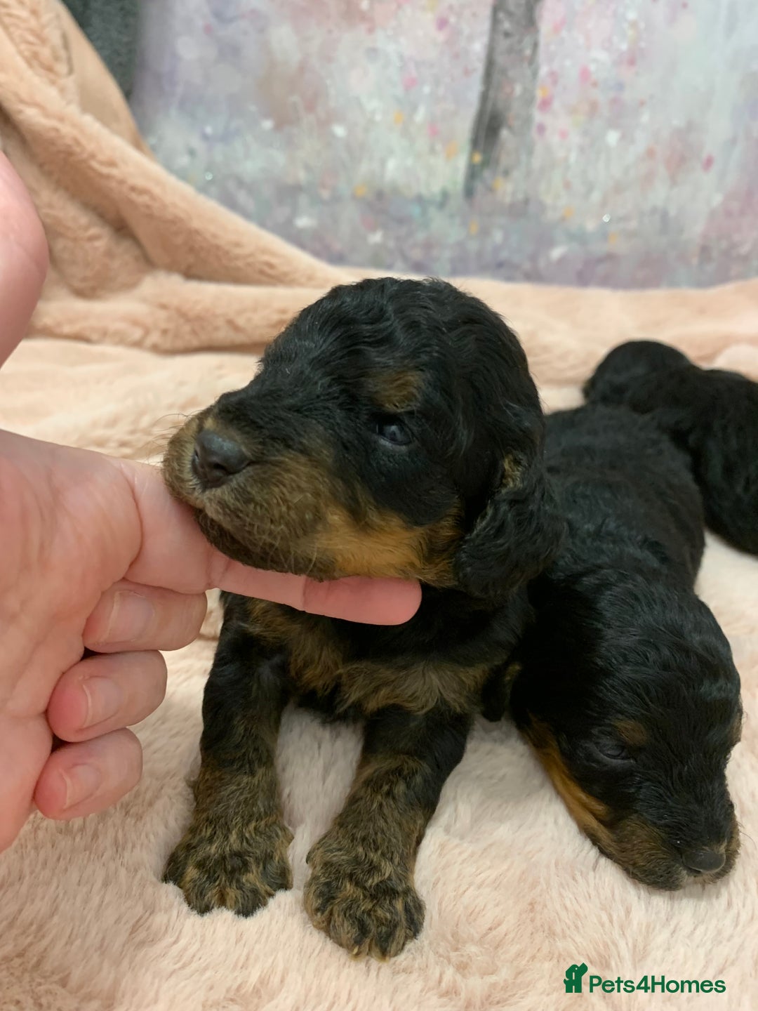 Cockapoo dogs for sale: F1 & F1b puppies. Health tested.  - Image 10