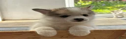 Pomsky dogs for sale: Gorgeous F3 Pomsky pups / perfect Husky markings - Advert 5