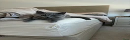 Scottish Fold cats for sale: Scottish fold kittens - Advert 12