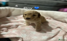 Cockapoo dogs for sale: Cockapoo Pups - Image 17
