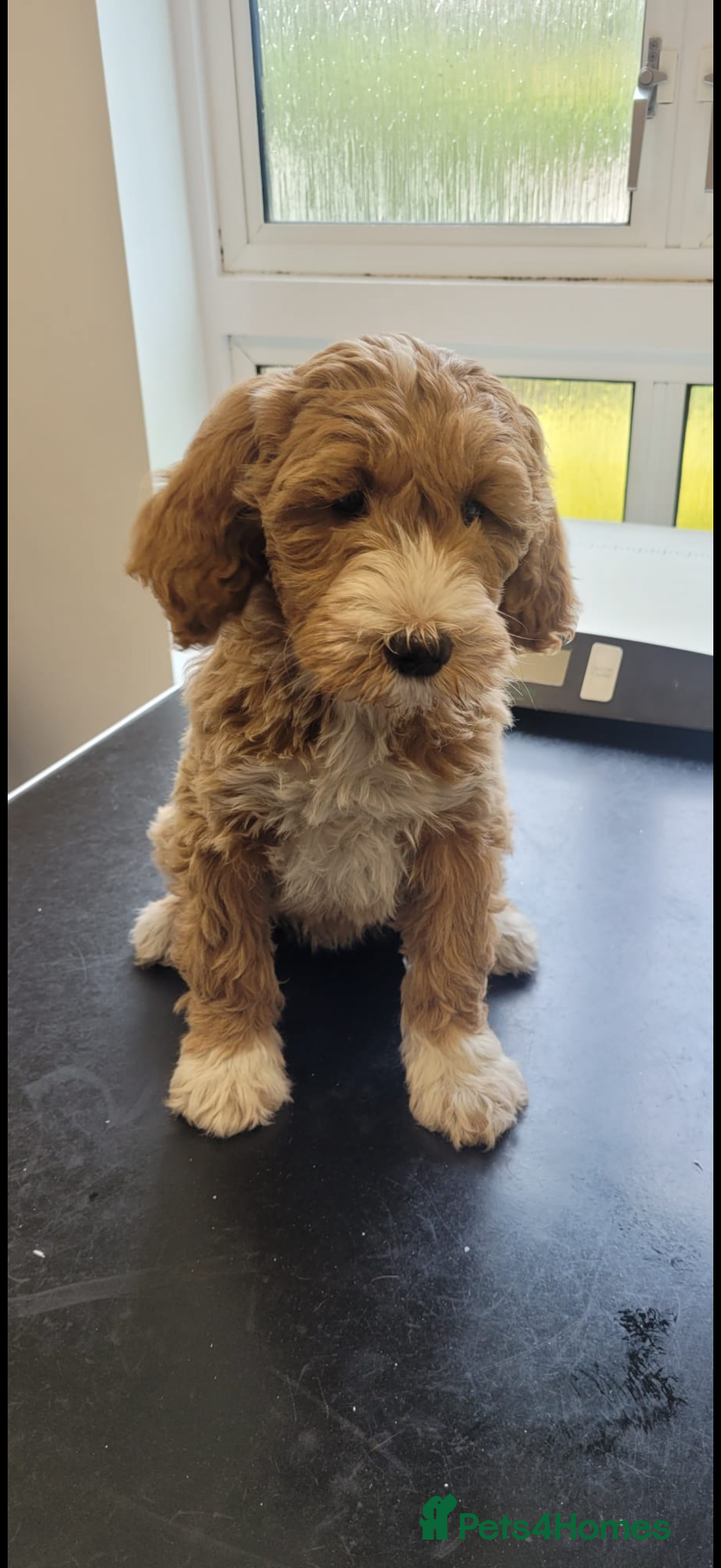Labradoodle dogs for sale: Australian labradoodles  - Advert 1