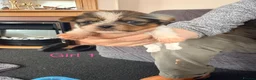 Shorkie dogs for sale: Beautiful shorkie puppies  in Montrose - Advert 2