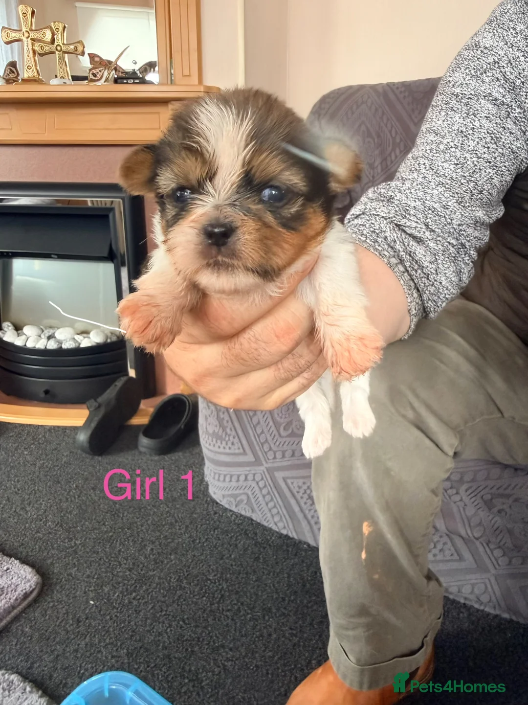 Shorkie dogs for sale: Beautiful shorkie puppies  in Montrose - Advert 2
