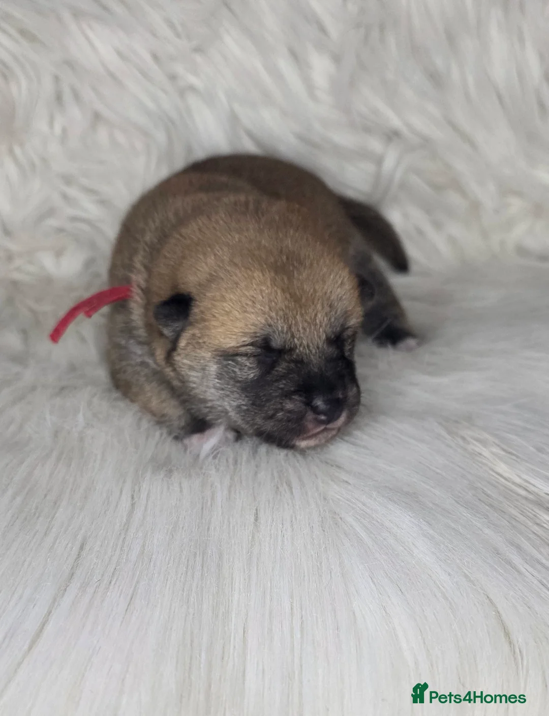 Japanese Shiba Inu dogs for sale: Outstanding Japanese Shiba Inu - Advert 14