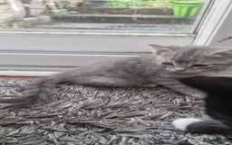 Mixed Breed cats for sale: 😻 Scottish Mix Cuties - Image 4